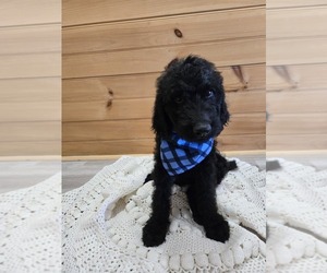 Labradoodle Puppy for sale in WILLIAMSTOWN, KY, USA