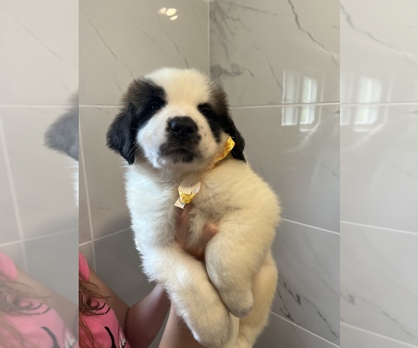 Medium Photo #15 Saint Bernard Puppy For Sale in WHITESBORO, NY, USA