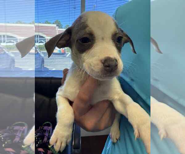 Medium Photo #9 American Staffordshire Terrier-Unknown Mix Puppy For Sale in Holly Springs, NC, USA
