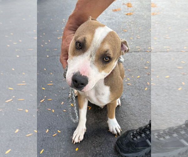 Medium Photo #2 American Pit Bull Terrier-Beagle Mix Puppy For Sale in GILBERTS, IL, USA