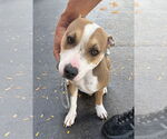 Small #1 American Pit Bull Terrier-Beagle Mix