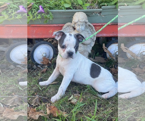 Medium Photo #1 Boston Terrier Puppy For Sale in HOPKINSVILLE/PRINCETON, KY, NH, USA