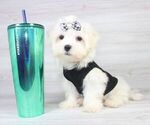 Small Photo #13 Maltese Puppy For Sale in LAS VEGAS, NV, USA