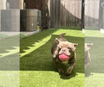 Small #2 American Staffordshire Terrier-French Bulldog Mix
