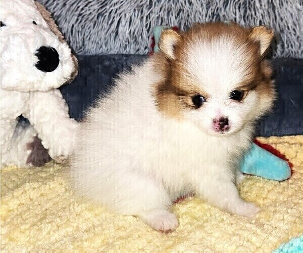 Medium Photo #5 Pomeranian Puppy For Sale in MENIFEE, CA, USA