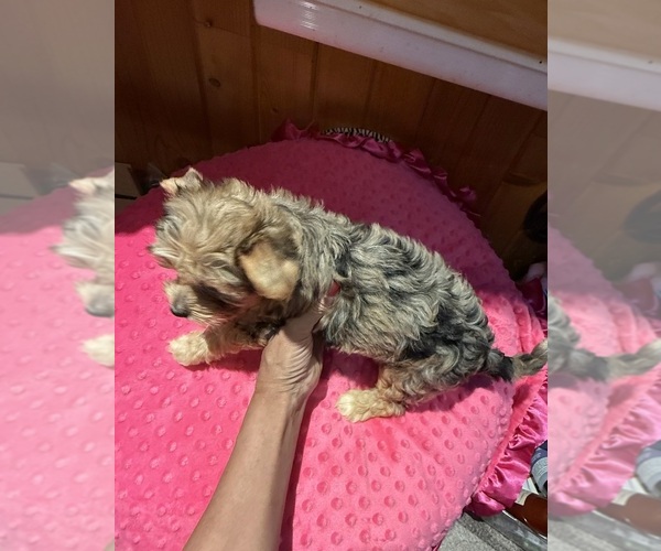 Medium Photo #4 Yorkshire Terrier Puppy For Sale in ALVORD, IA, USA