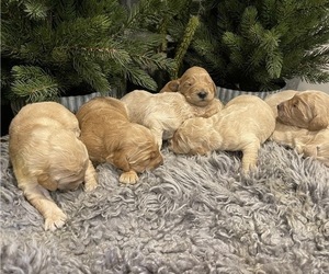 Goldendoodle Puppy for Sale in W SACRAMENTO, California USA