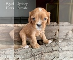 Puppy Sydney Cavalier King Charles Spaniel