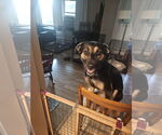 Small #3 Mutt