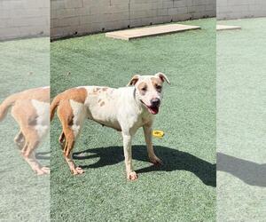 Sueboo-$75 Adoption Fee! Diamond Dog! - Female Mutt Dog for Adoption - Photo #12
