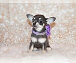 Puppy Zazu Chihuahua