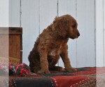 Small Photo #2 Irish Doodle Puppy For Sale in GREENCASTLE, PA, USA