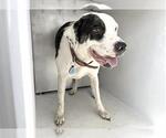 XENA - Female American Pit Bull Terrier-Unknown Mix Dog for Adoption - Small photo