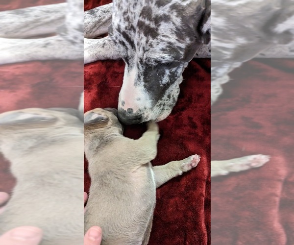 Medium Photo #6 Great Dane Puppy For Sale in CLEARFIELD, UT, USA
