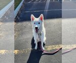 Small Photo #15 Huskies -Unknown Mix Puppy For Sale in Sandy, UT, USA