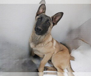 Mutt Dogs for adoption in Oroville, CA, USA