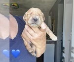 Small Golden Retriever