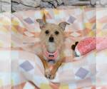 Small #5 Chihuahua Mix