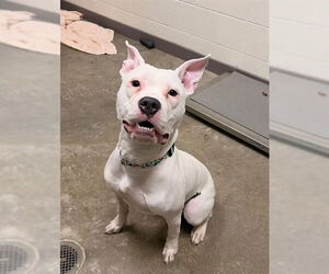 Mutt Dogs for adoption in Waterford, VA, USA