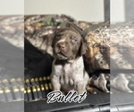 Small Photo #2 German Shorthaired Pointer Puppy For Sale in CORPUS CHRISTI, TX, USA