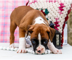 Small Photo #34 Boxer Puppy For Sale in WAKARUSA, IN, USA