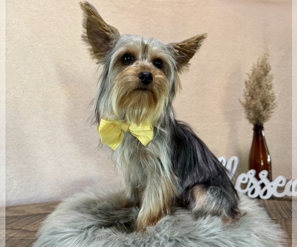 Medium Photo #3 Yorkshire Terrier Puppy For Sale in NAPPANEE, IN, USA