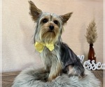 Small Photo #3 Yorkshire Terrier Puppy For Sale in NAPPANEE, IN, USA