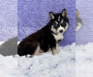 Siberian Husky Puppy for sale in SANDY HOOK, KY, USA