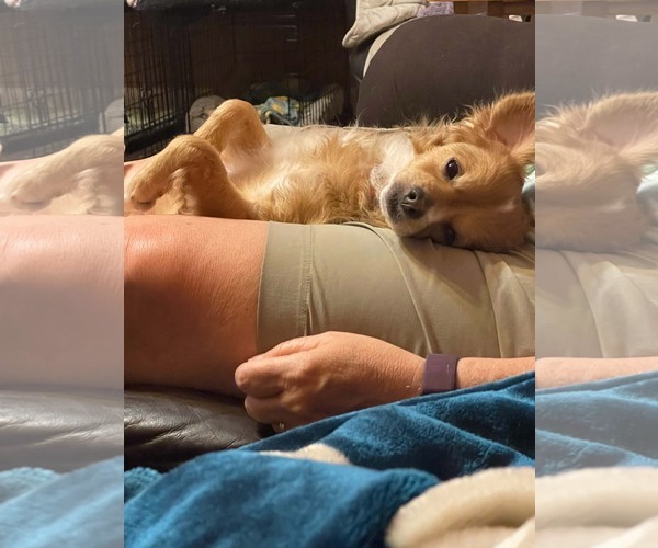Medium Photo #2 Chihuahua Puppy For Sale in Katy, TX, USA