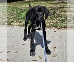 Small Photo #72 German Shorthaired Pointer Puppy For Sale in MCKINNEY, TX, USA