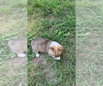 Small #5 Pembroke Welsh Corgi