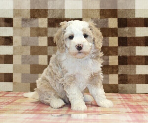Medium Photo #8 Bernedoodle (Miniature) Puppy For Sale in DENVER, PA, USA