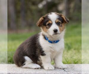 Pembroke Welsh Corgi Puppy for sale in NEW HOLLAND, PA, USA