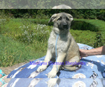 Small #1 German Shepherd Dog