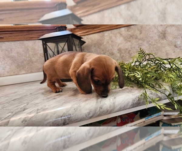 Medium Photo #7 Dachshund Puppy For Sale in GREENWOOD, WI, USA