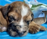 Small #1 Boxer-Poodle (Standard) Mix