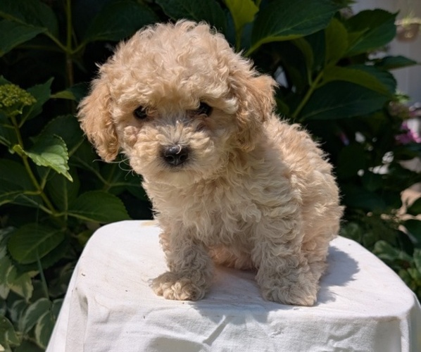 Medium Photo #4 Cavapoo Puppy For Sale in GOSHEN, IN, USA