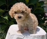 Small #3 Cavapoo