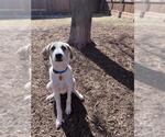 Small #1 Great Pyrenees Mix
