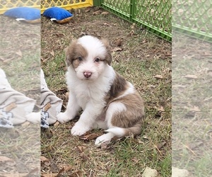 Aussiedoodle Puppy for sale in WILLS POINT, TX, USA