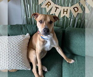 Mutt Dogs for adoption in Fargo, ND, USA