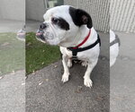 Small #5 Bulldog