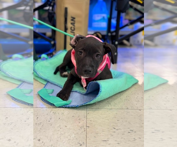 Medium Photo #7 American Staffordshire Terrier-Unknown Mix Puppy For Sale in Holly Springs, NC, USA