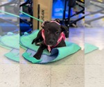Small #6 American Staffordshire Terrier Mix