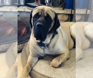 Father of the Mastiff puppies born on 06/29/2022