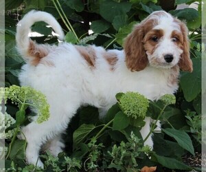 Goldendoodle Puppy for sale in FREDERICKSBURG, OH, USA