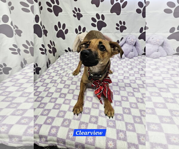 Medium Photo #3 Toy Rat Doxie Puppy For Sale in Metairie, LA, USA