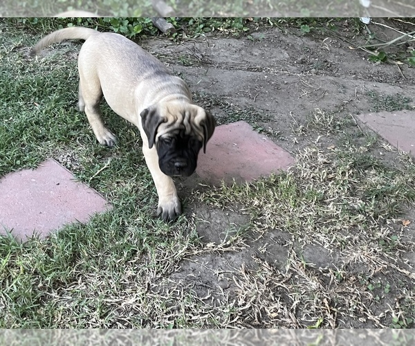 Medium Photo #72 Bullmastiff Puppy For Sale in LOS ANGELES, CA, USA