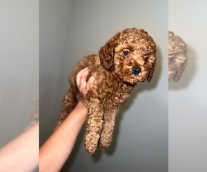 Goldendoodle (Miniature) Puppy for sale in CARY, NC, USA