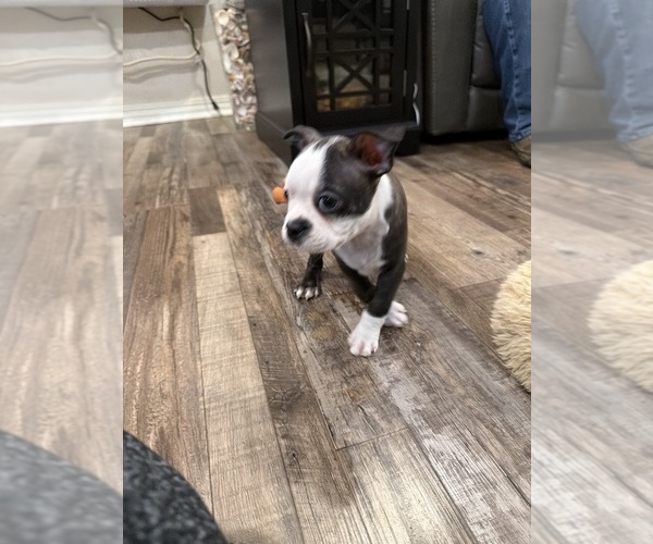 Medium Photo #10 Boston Terrier Puppy For Sale in FREDONIA, KS, USA